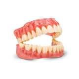 Dima Résine 3D Denture Rose Kulzer -  Impression Base Prothèse Totale.