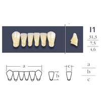 Cross Linked 2 teeth 2 anterior low - I1 shape Vita shades of your choice