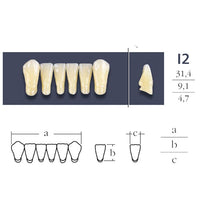 Cross Linked 2 teeth 2 anterior low - Shape I2 Vita shades of your choice