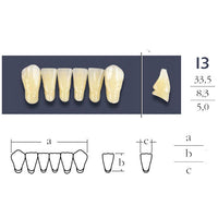 Cross vinculados 2 dentes 2 Anterior baixo - Forma i3 Tons de sua escolha