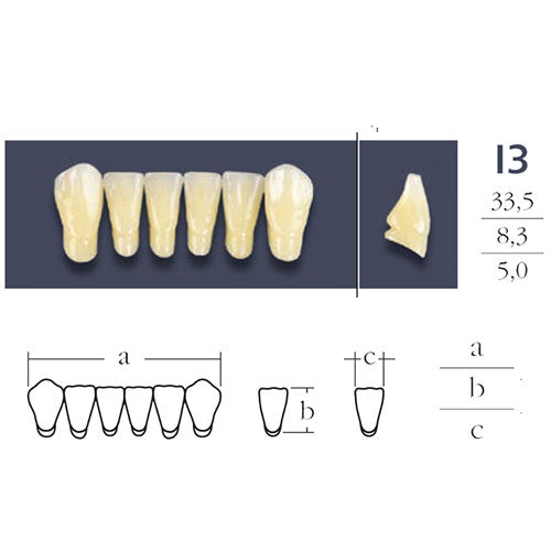 Dents  Cross Linked 2 Antérieures Bas - Forme I3 Teintes Vita au choix