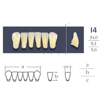 Dents  Cross Linked 2 Antérieures Bas - Forme I4 Teintes Vita au choix