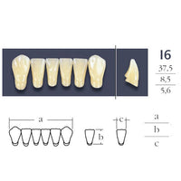 Cross vinculados 2 dentes 2 Anterior - Forma I6 Tons de Vita de sua escolha
