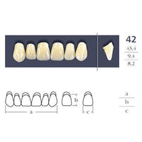 Dentes cruzados ligados quadrados anteriores - Forma 42 - Escolha.