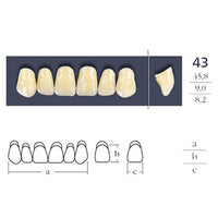 Denti collegati a croce quadrata anteriore - Forma 43 - Scelta.