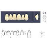Dents  Cross Linked 2 Formes Ovales - Forme 01 - Teintes Vita au choix