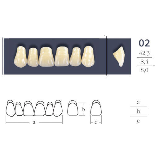 Dents  Cross Linked 2 Formes Ovales - Forme 02 - Teintes Vita au choix