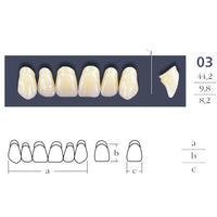 Dents  Cross Linked 2 Formes Ovales - Forme 03 - Teintes Vita au choix
