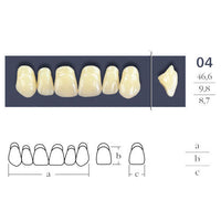 Dents  Cross Linked 2 Formes Ovales - Forme 04 - Teintes Vita au choix