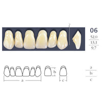 Dents  Cross Linked 2 Formes Ovales - Forme 06 - Teintes Vita au choix