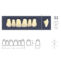 Dents  Cross Linked Triangulaire Carrée - Forme 32 - Teintes au choix.