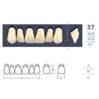Dents  Cross Linked Triangulaire Carrée - Forme 37 - Teintes au choix.