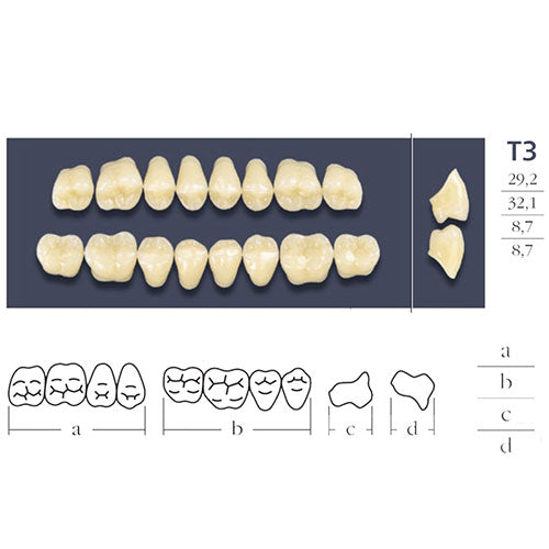Dents Cross Linked Postérieures Forme T3 - Choix Plaquette Haut ou Bas