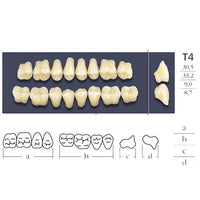 Dents Cross Linked Postérieures Forme T4 - Choix Plaquette Haut ou Bas