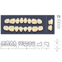 Dents Cross Linked Postérieures Forme T5 - Choix Plaquette Haut ou Bas
