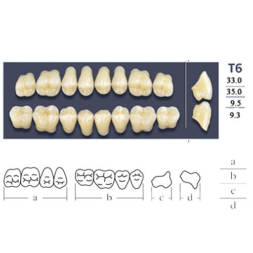 Dents Cross Linked Postérieures Forme T6 - Choix Plaquette Haut ou Bas